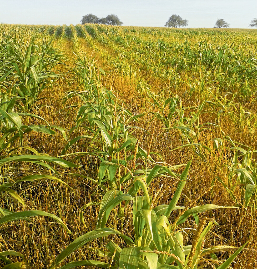 Ackerfuchsschwanz ist l�ngst kein reines Getreideunkraut mehr. Bei der Acker-Sanierung mit beispielsweise Mais sollte bedacht werden, dass durch Resistenzen auch ein erheblicher Teil der Maisherbizide unwirksam sein kann.