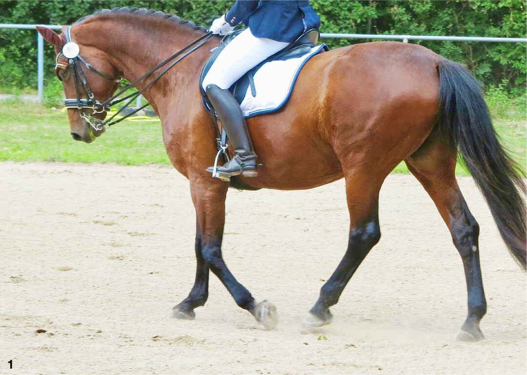 Staubentwicklung ist f�r Pferde und Reiter ungesund.