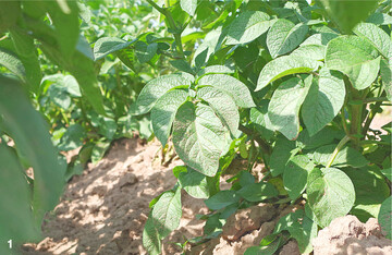 Die Beseitigung des Kartoffelkrauts vor der Ernte entscheidet über Knollenqualität und Lagerfähigkeit.