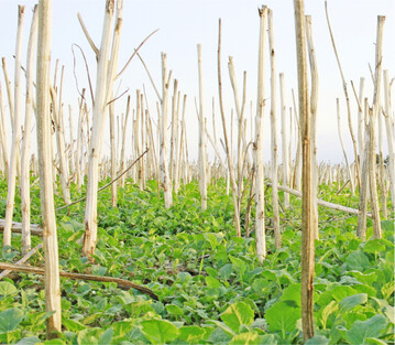 Ausfallraps: Hier hat sich eine flache Bodenbearbeitung bewährt, um noch im Boden liegende Samen zum Keimen anzuregen.