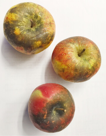 Regenflecken können im Bioanbau zu erheblichen Ausfällen führen, da solche Früchte nicht verkäuflich sind.