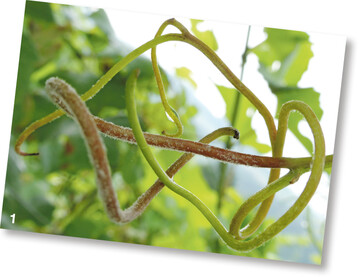 Bei einem hohen Peronosporadruck werden sämtliche Rebteile befallen. Selbst an Ranken waren in diesem Jahr Infektionen zu verzeichnen.