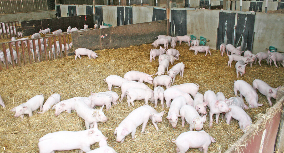 Mit Gro�gruppen von circa 100 Ferkeln machen die Betriebsleiter gute Erfahrungen.