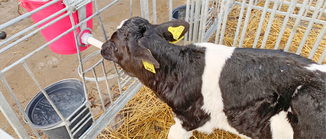 Der Tr�nkeeimer bleibt immer h�ngen: Nur mit einer Ad-libitum-F�tterung sind junge K�lber bedarfsgerecht versorgt.