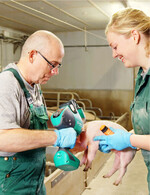 Schweine nadellos gegen Lawsonia intracellularis impfen.