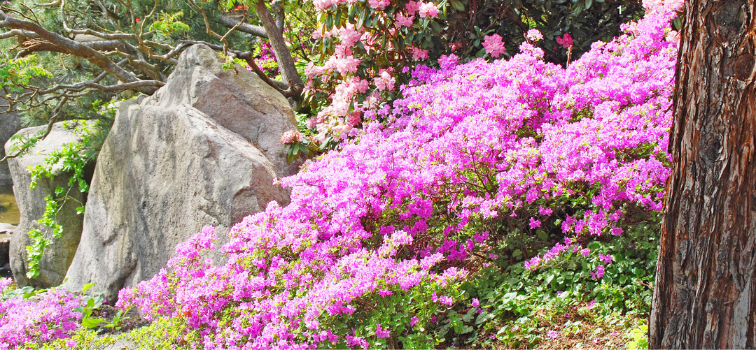 Japanische Azaleen in Kombination mit Felsen tragen zum fern�stlichen Flair bei.