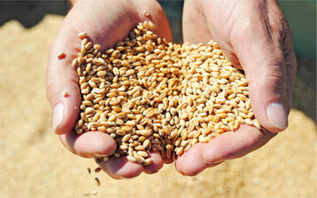 Wegen der Situation am Weltmarkt zeichnet sich eine knappe Versorgung mit Qualit�tsweizen ab. So ist es ratsam, die Qualit�t in der Ernte zu erfassen und nach Qualit�ten einzulagern.