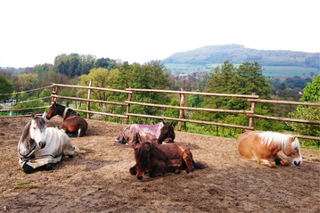 Sand als Tretschicht l�dt die Pferde zum Liegen und W�lzen ein.