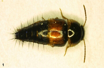 Kurzfl�gelk�fer und ihre Larven sind am Boden und in den Bl�tenst�nden unterwegs, wo sie vor allem Eier und Larven fressen.