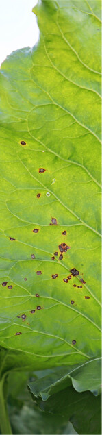 Mit Cercospora befallenes Blatt. An gefährdeten Standorten ist Wachsamkeit geboten.