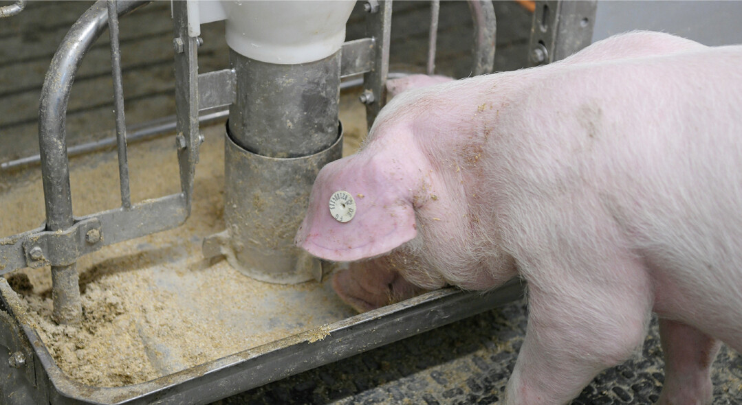 Der Zusatz von Benzoes�ure in der Ration senkt den Keimdruck im Futter und wirkt sich positiv auf die Futterverwertung der Schweine aus.