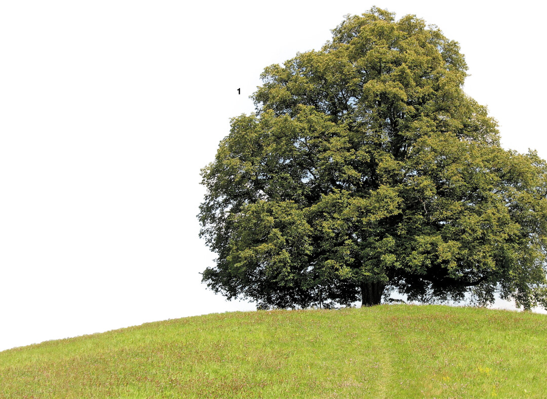 Die Friedenslinde in Reutlingen-Bronnweiler wurde 1871 nach dem Deutsch-Franz�sischen Krieg gepflanzt.