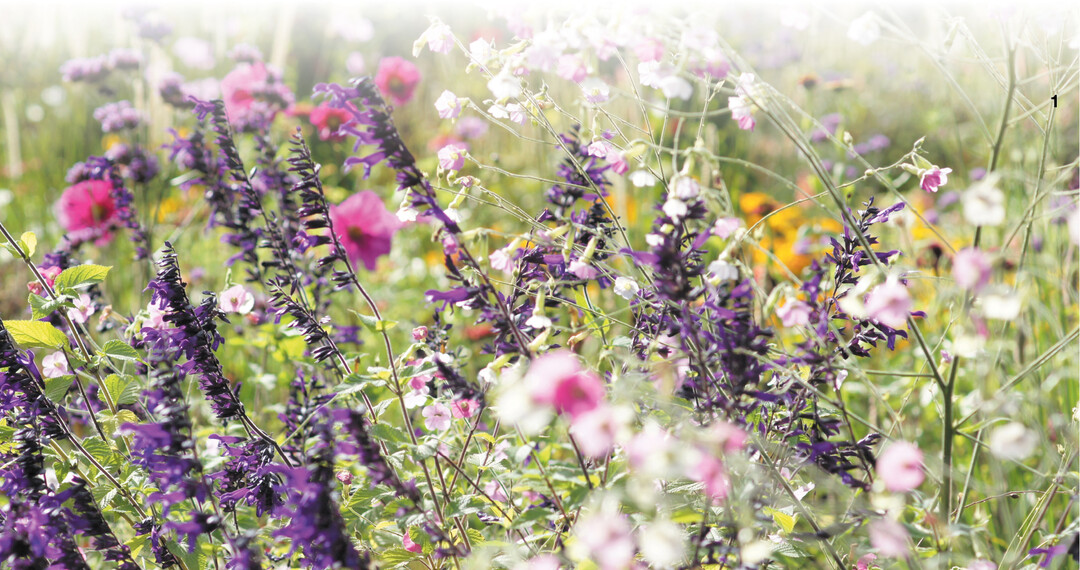 Salbei bl�ht �ppig und ist ein wahrer Insektenmagnet.