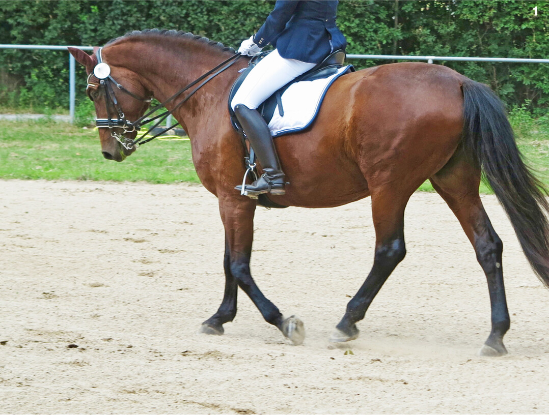 Staubende Reitpl�tze sind im Sommer kein seltenes Bild. H�ufig sind Pferd, Reiter und Ausr�stung nach der Bahnarbeit regelrecht eingestaubt.