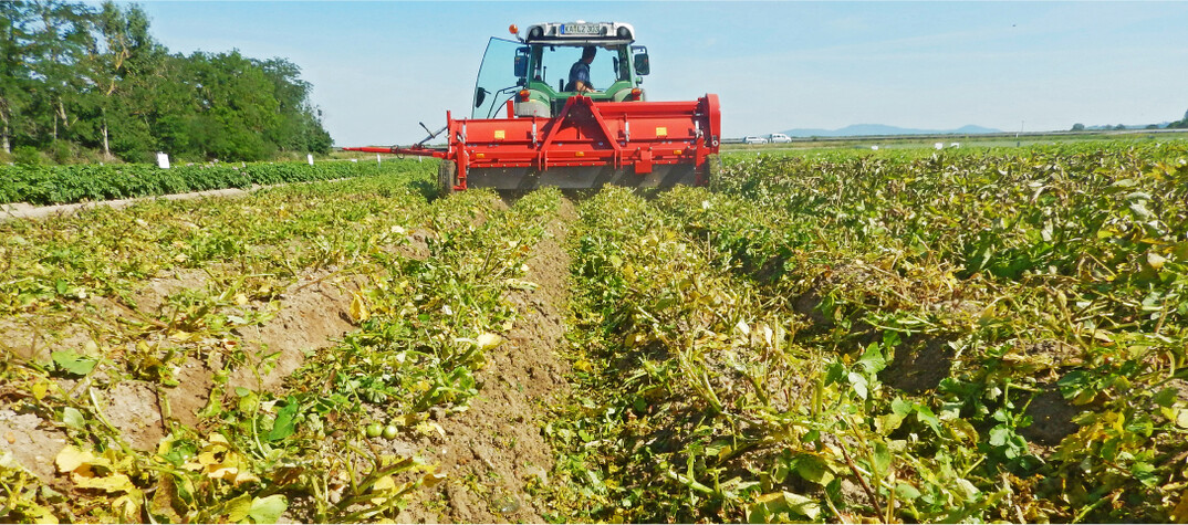 In abreifenden Best�nden reicht in der Regel das alleinige Krautschlagen aus.