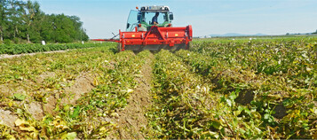 In abreifenden Best�nden reicht in der Regel das alleinige Krautschlagen aus.