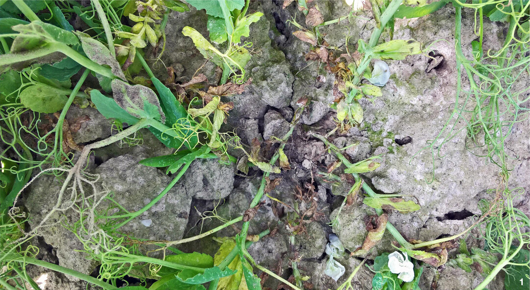 Erbsen sind besonders empfindlich gegen�ber Fu�krankheitserregern, eine der m�glichen Ursachen f�r Leguminosenm�digkeit.