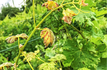 Massiver Pockenmilbenbefall im Gipfellaub ist in diesem Jahr häufiger zu sehen.