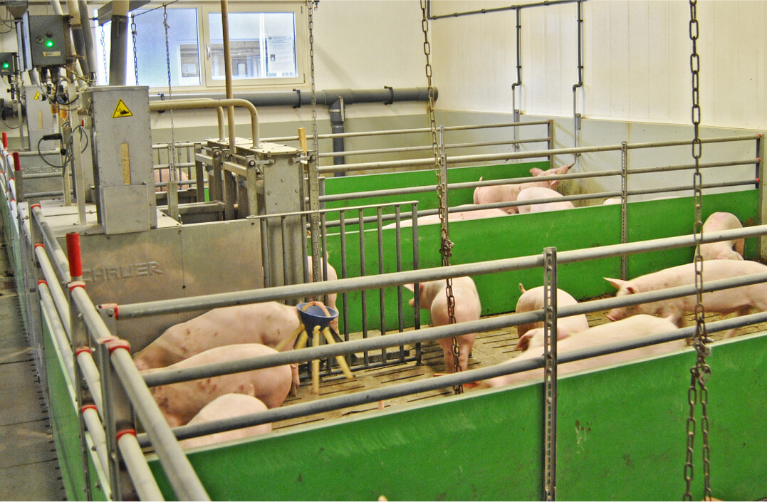 Wie sich leichtere und schwerere Ferkel nach dem Absetzen bedarfsgerecht f�ttern lassen, wurde in einem Versuch auf dem bayerischen Staatsgut Schwarzenau getestet.