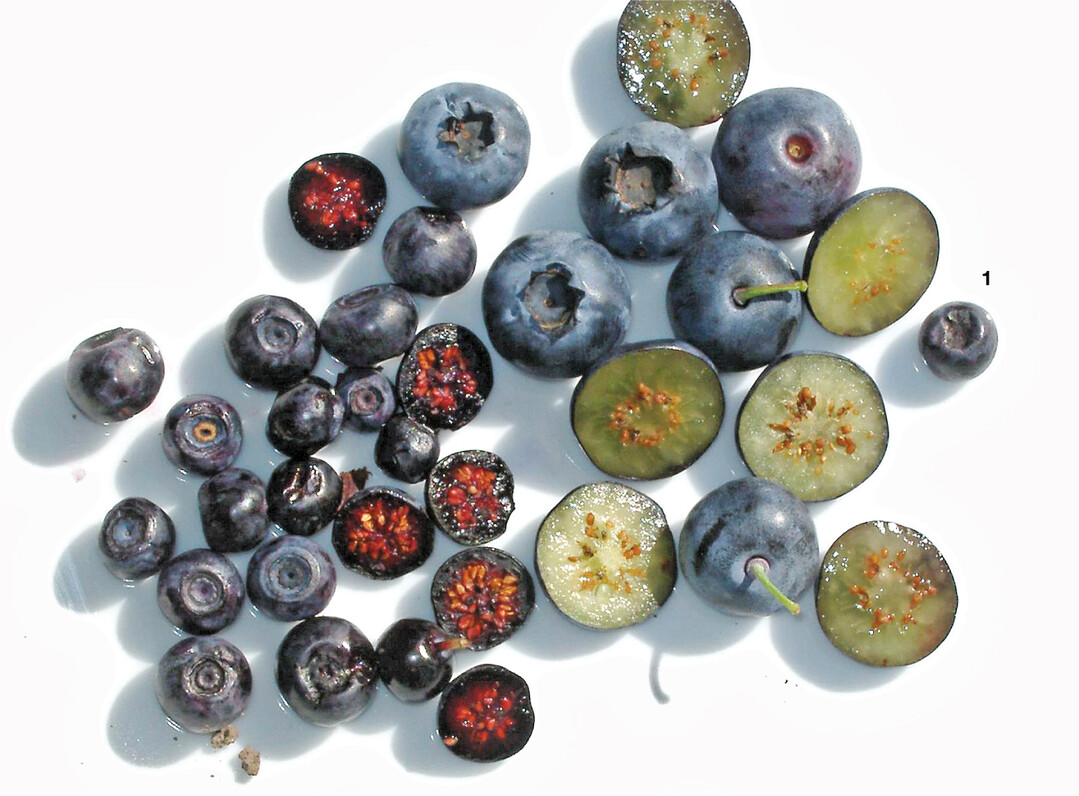 Die Fr�chte von Wald- und Kulturheidelbeeren unterscheiden sich in Gr��e sowie Farbe des Fruchtfleisches. Der Saft von Waldheidelbeeren hinterl�sst blauschwarze Flecken.