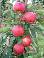 Neben der Größe ist die Ausfärbung ein wichtiges Qualitätsmerkmal und nur gute Qualität wird in dieser Saison mit einer guten EU-Ernte am Markt punkten.