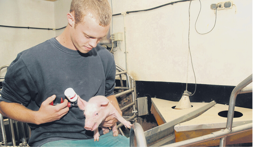 Gesch�tzt gegen Viren und Bakterien: Schon Ferkel sollten fr�hzeitig vorbeugend gegen Krankheiten geimpft werden.