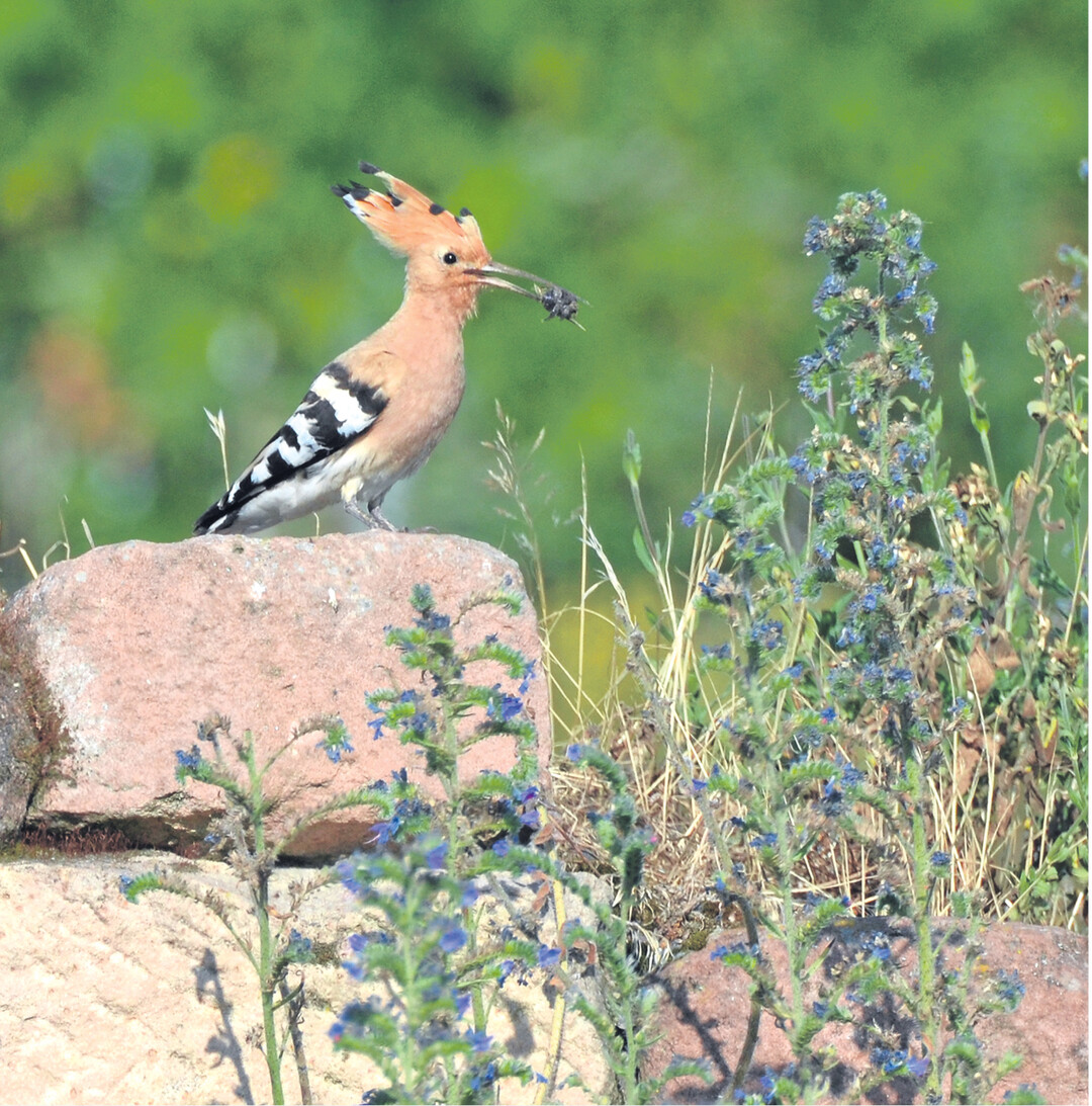 Bei uns ein seltener Gast, der Wiedehopf. Am Kaiserstuhl konnte er in den letzten 30 Jahren wieder angesiedelt werden. Auch im Biosph�rengebiet Schw�bische Alb startet derzeit ein Projekt. In Neuffen im Kreis Esslingen trafen sich k�rzlich 40 interessierte Obstbauern, Wengerter und Natursch�tzer zu einem Infotag. Bis zum Herbst wollen sie spezielle Nistk�sten f�r den selten gewordenen Zugvogel aufh�ngen. Weinberg- oder Obstwiesenh�tten sind daf�r gut geeignet.