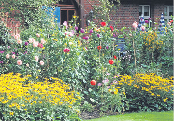 Dahlien sind typische Bauerngartenblumen. Wie Lampions leuchten die bunten Bl�ten der Dahlien in G�rten und liefern dem Betrachter ein imposantes Farbenspiel.
