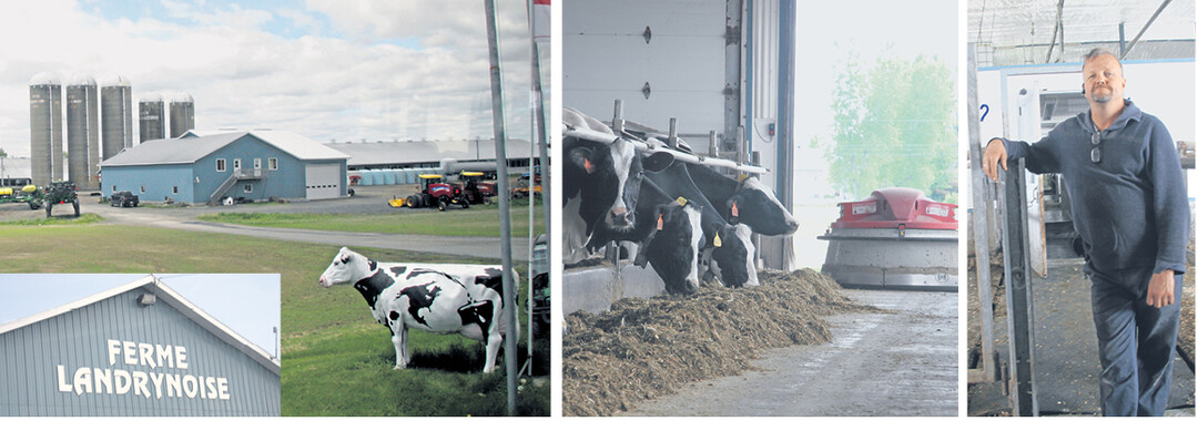 Die Br�der Carl (rechts), Daniel und Eric Landry halten 1100 K�he plus Nachzucht und eigene Bullen, Melkroboter und automatische Futtervorlage erleichtern die Arbeit, sie bewirtschaften 1800 Hektar Ackerland und besch�ftigen 15 Arbeiter.