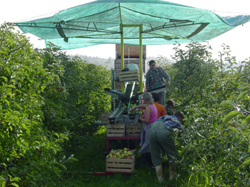 Die Apfelernte in der EU liegt nur drei Prozent unter der Vorjahresmenge. Die Hoffnung auf einen deutlich besseren Markt d�mpft die f�r Polen in Aussicht stehende Rekordmenge von vier Millionen Tonnen.