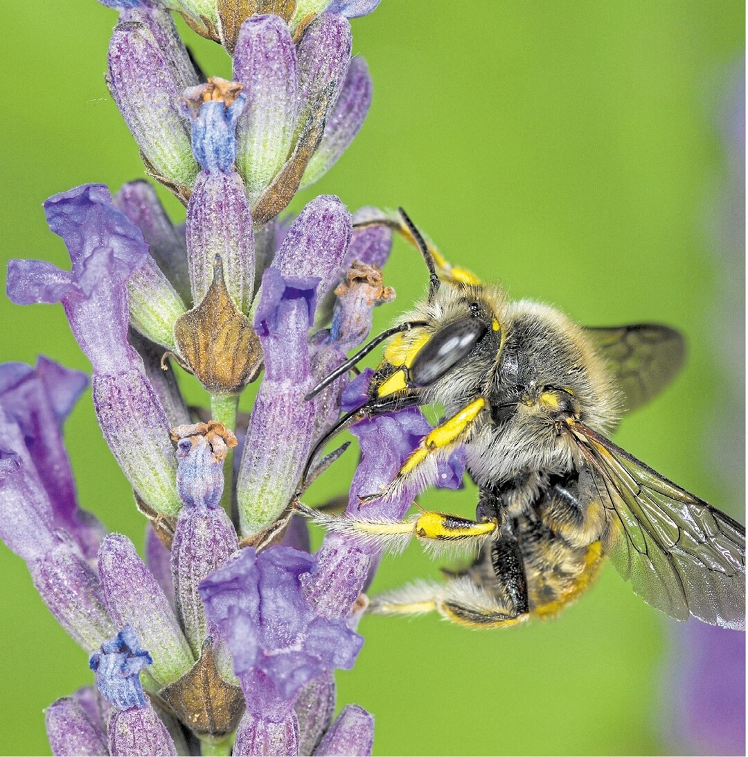Das Forum Moderne Landwirtschaft hat die Gro�e Wollbiene oder auch Garten-Wollbiene zur Biene des Monats August 2017 auserkoren. Sie sieht einer Wespe zum Verwechseln �hnlich, da sie ebenfalls die charakterstische schwarz-gelbe F�rbung hat. Anders als die typischen Honigbienen leben Wildbienen, wie die Wollbiene, alleine und nicht in einem Stock. �brigens: Ihren drolligen Namen hat das flei�ige Bienchen von der Pflanzenwolle, die es zum Brutzellenbau verwendet.
