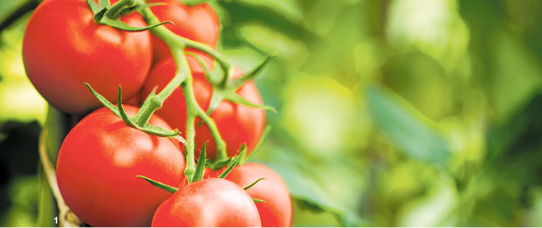 So w�nscht man sich die Tomaten: makellos rund und rot.