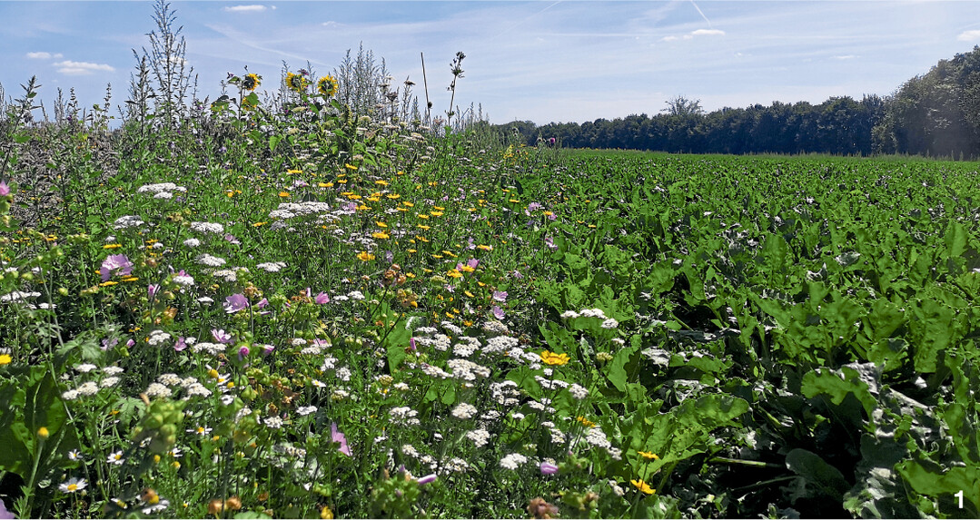 Bl�hstreifen von S�dzucker neben einem R�benfeld.