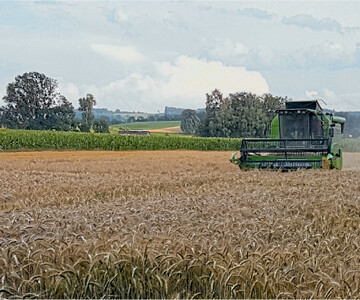 Die Getreideernte wird durch Regenfälle immer wieder unterbrochen.
