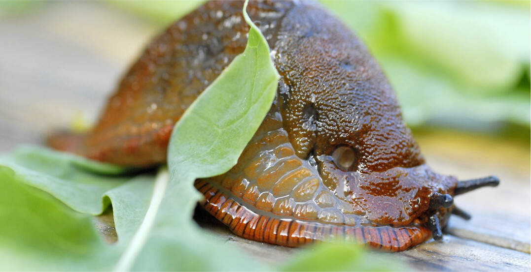 Schnecken k�nnen im Raps gro�en Schaden anrichten.