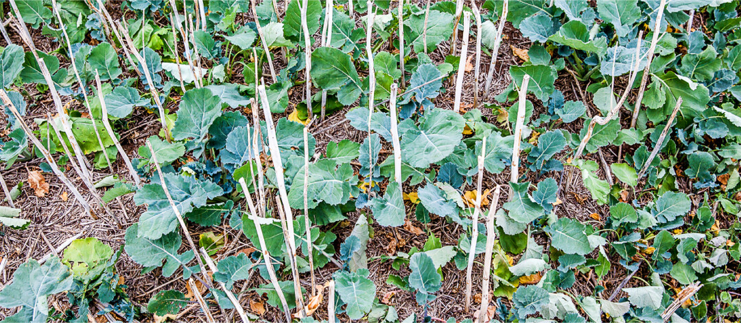 Auf das richtige Management von Ausfallraps muss besonders in engen Rapsfruchtfolgen geachtet werden.