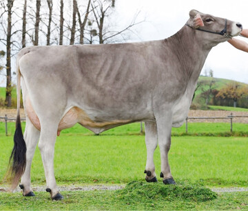 Bjalla, die Mutter des Spitzenbullen Chagall, entstammt der Payssli-Kuhfamilie.