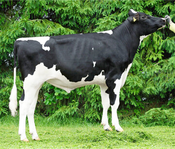 Der Bulle Seneca PP ist eine interessante und reinerbig hornlose Alternative.