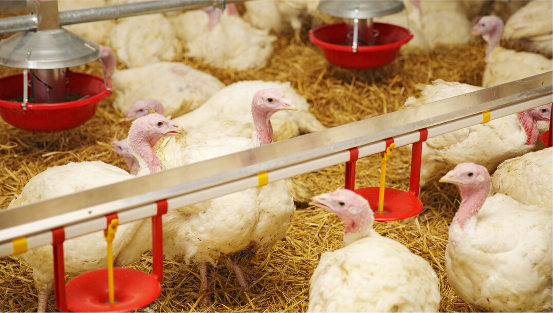 F�r Puten sind Humins�uren laut Beverputen GbR eine zus�tzliche Sicherheit f�r Gesundheit und Futterverwertung.� �