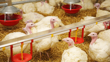 F�r Puten sind Humins�uren laut Beverputen GbR eine zus�tzliche Sicherheit f�r Gesundheit und Futterverwertung.� �