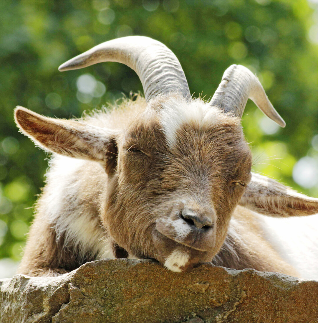 Ein P�uschen in Ehren  So wie die schlafende Ziege sollten sich auch Landwirtinnen und Landwirte immer mal eine kleine Auszeit g�nnen. Das f�llt nicht immer leicht, ist f�r das produktive Arbeiten aber unerl�sslich.