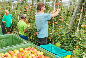 Am Bodensee werden im Vergleich zum Vorjahr sowie langj�hrigem Schnitt etwas mehr �pfel geerntet bei wenig Bewegung bei den Sorten.