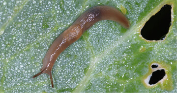 Die Ackerschnecken können im Rapsfeld erheblichen Schaden anrichten, hin bis zum Totalverlust.