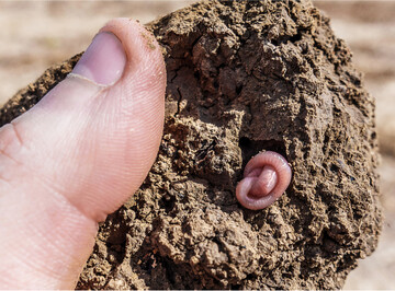 Regenwürmer versuchen die aktuell heißen und trockenen Bedingungen durch einen Sommerschlaf zu überstehen.