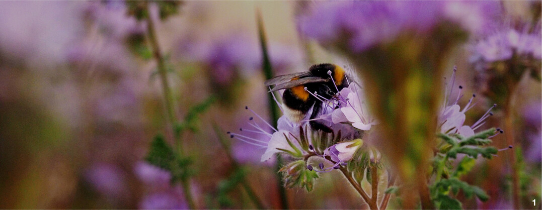 Erdhummel an Phacelia. Hummeln reagieren auf Insektizide h�ufig empfindlicher als Honigbienen.