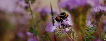 Erdhummel an Phacelia. Hummeln reagieren auf Insektizide häufig empfindlicher als Honigbienen.