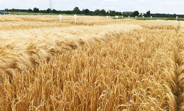 Braugerste ist derzeit knapp. Wer in der kommenden Getreidesaison Winterbraugerste anbauen möchte, kann sich bei der Sortenwahl an den Ergebnissen der Landessortenversuche orientieren.