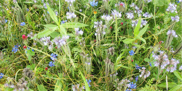Kleeseide kann aus Blühmischungen in Ackerfutter eingetragen werden. Ein großer Anteil von Seidefäden im Futter kann bei Tieren Durchfall, Erbrechen, Herzklopfen und Atembeschwerden verursachen.