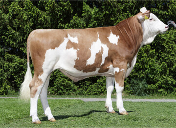 Der Hashtag-Sohn Hayward verfügt über hohe Werte bei der Fitness.