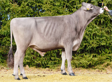 Der Piano-Sohn Piaggio verspricht hohe Leistungen und eine gute Melkbarkeit.